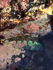 Parvulastra dyscrita