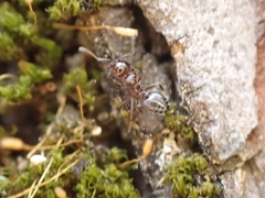 Crematogaster ionia