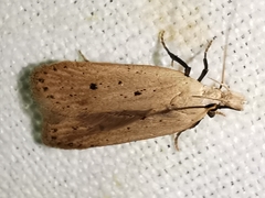 Nothris verbascella