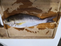 Parapristipoma trilineatum