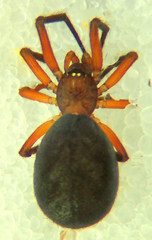 Dipoena nigra