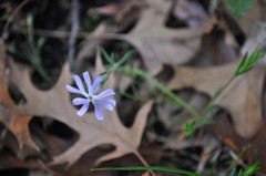 Phlox bifida