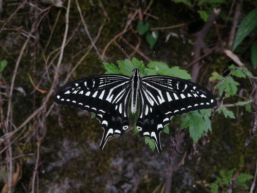 Chinese Yellow Swallowtail