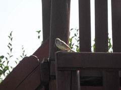 Passer rufocinctus