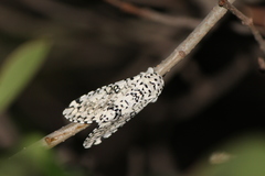 Lichnoptera decora