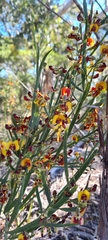Bossiaea scolopendria