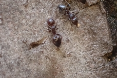 Crematogaster ionia