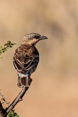 Plocepasser donaldsoni