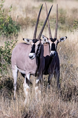 Oryx beisa beisa
