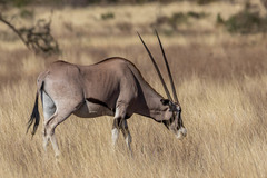 Oryx beisa beisa