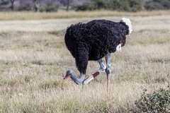 Struthio molybdophanes