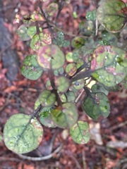 Coprosma spathulata spathulata