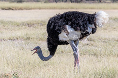 Struthio molybdophanes