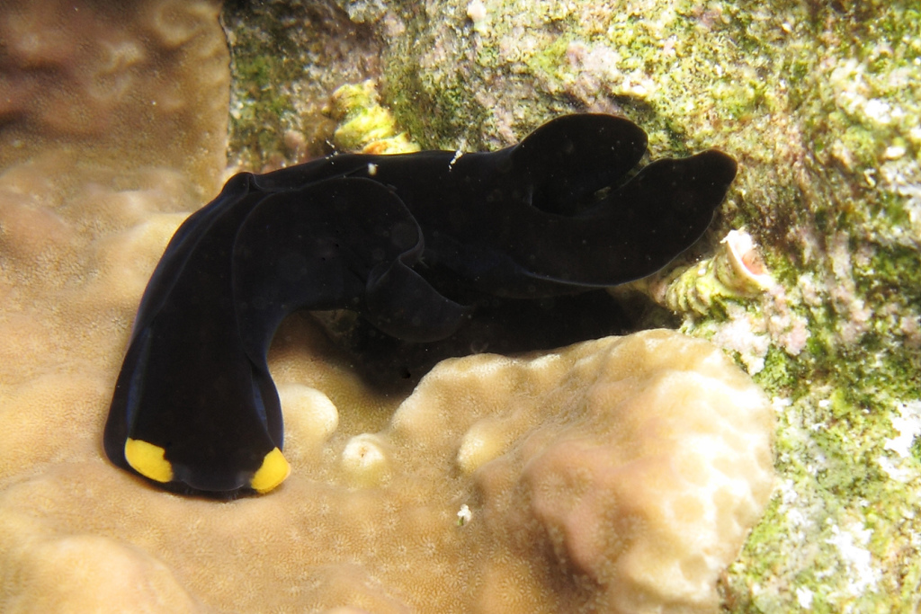 Yellow Lip Shield Slug
