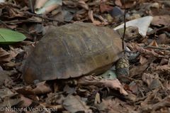 Indotestudo elongata