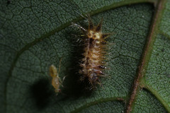 Lepidoptera