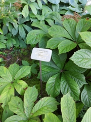 Rodgersia podophylla