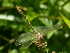 Onychogomphus costae