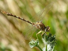 Onychogomphus costae