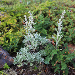 Artemisia lagocephala
