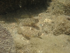 Pseudogobius poicilosoma