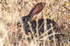 Lepus victoriae