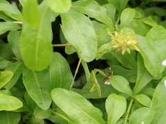 Hierodula membranacea