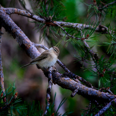 Phylloscopus sindianus lorenzii