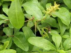 Hierodula membranacea