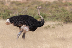 Struthio molybdophanes