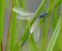 Lestes macrostigma