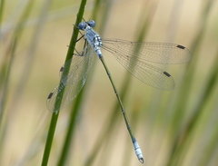 Lestes macrostigma