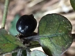 Coprosma spathulata spathulata