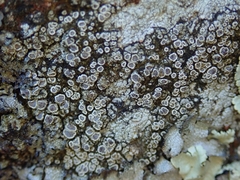 Myriolecis semipallida