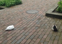 Anas platyrhynchos domesticus