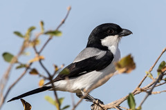 Lanius dorsalis