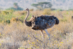 Struthio molybdophanes