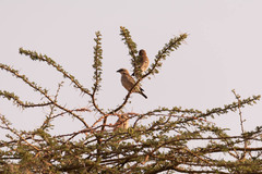 Plocepasser donaldsoni