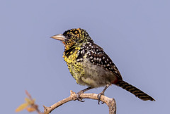 Trachyphonus darnaudii