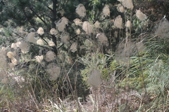 Miscanthus nepalensis