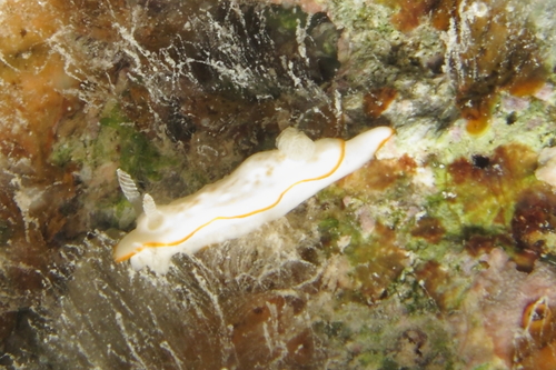 Verconia sudanica