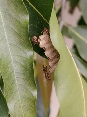 Ropalidia cyathiformis