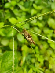 Acrididae