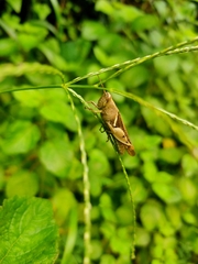 Acrididae