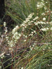 Grevillea trifida
