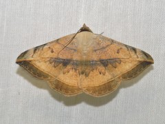 Entomogramma mediocris