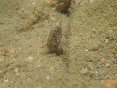 Redigobius