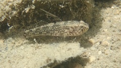 Redigobius