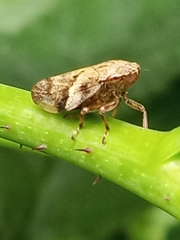 Aphrophora alni