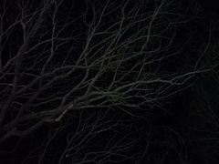 Enterolobium cyclocarpum